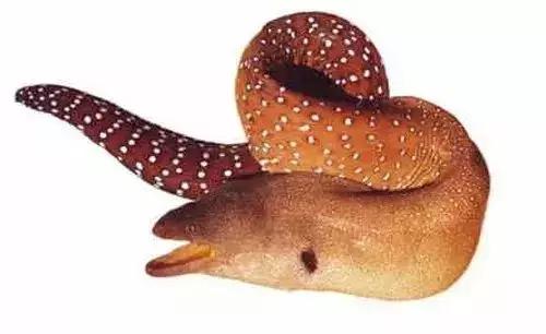 常见的大型海鲜鱼类有哪些,名贵海鲜鱼类大全