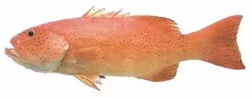 常见的大型海鲜鱼类有哪些,名贵海鲜鱼类大全