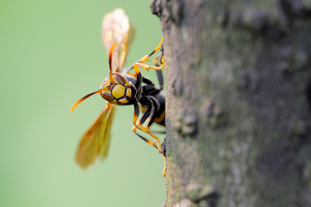 野外毒蜂蜇伤怎么处理,女子被蜂蛰被警察送医