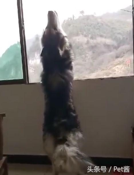 哈士奇听到会狼嚎的声音,哈士奇每天早上准时叫