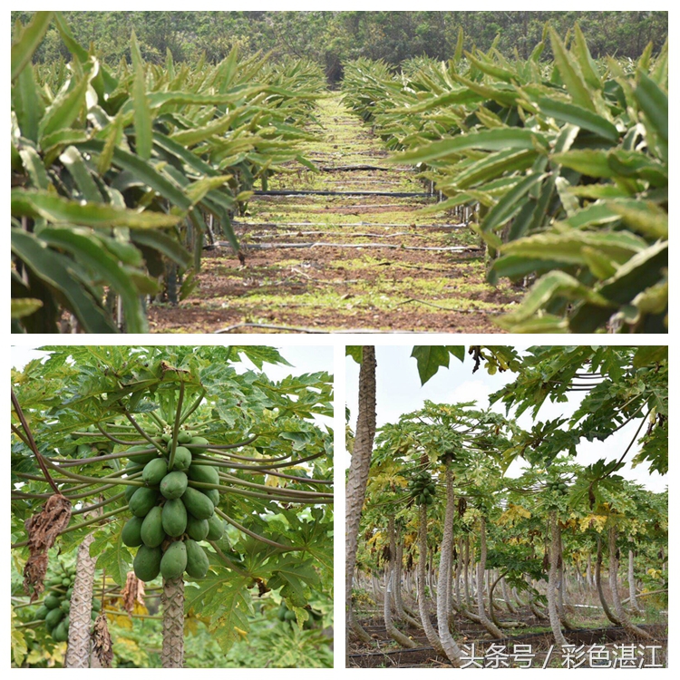 乌石天成台风景,乌石天成台海滩