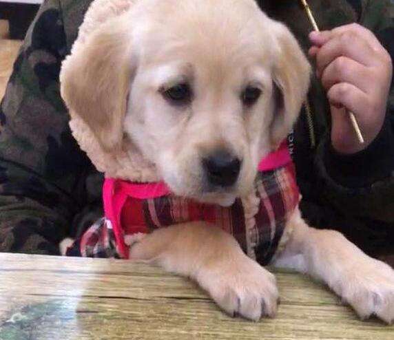 犬瘟热是怎么得的,狗瘟热病有什么症状