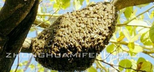 中华蜜蜂飞逃的原因及预防措施：余玉生