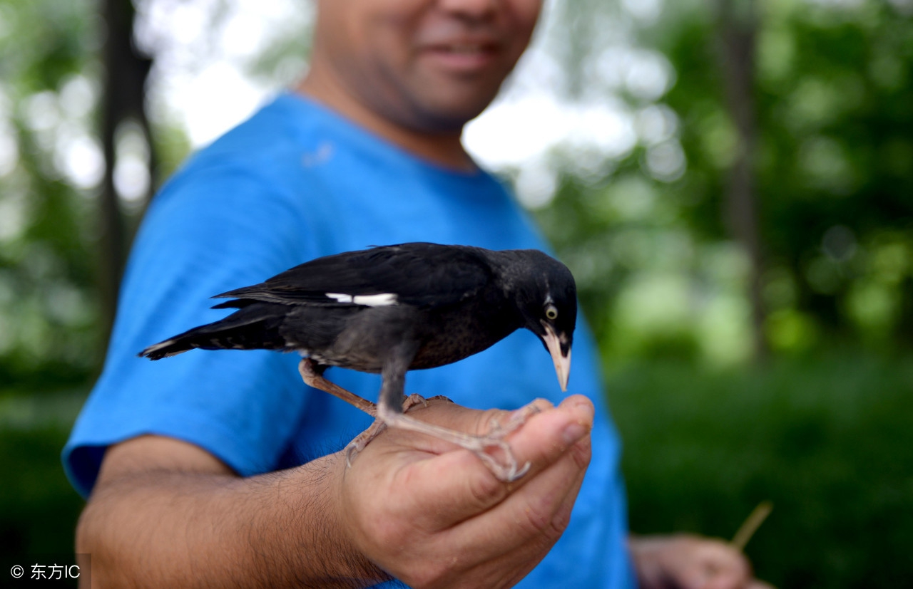 八哥幼鸟最好的饲养方法,八哥幼鸟饲养注意事项