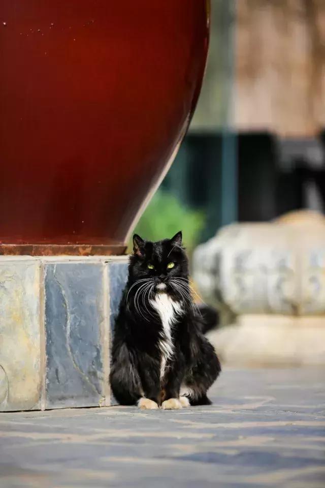 鐚眴妗堜欢,鐚眴鐩存挱琚墦浜嬩欢鍚庣画