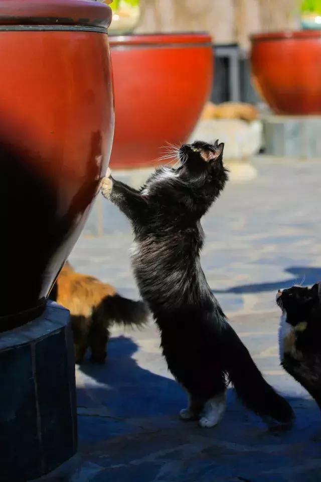 鐚眴妗堜欢,鐚眴鐩存挱琚墦浜嬩欢鍚庣画