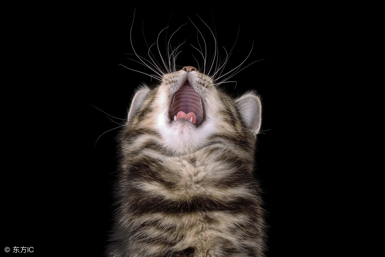 猫咪体内驱虫可以防止弓形虫么,猫咪吃体内驱虫药后有什么反应