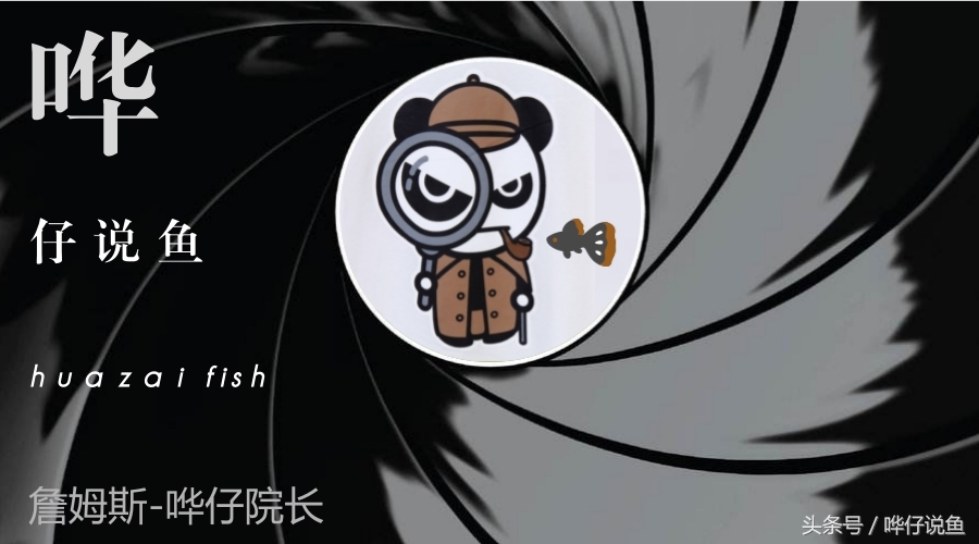 硝化细菌对观赏鱼有什么作用,宠物鱼硝化细菌怎么培养