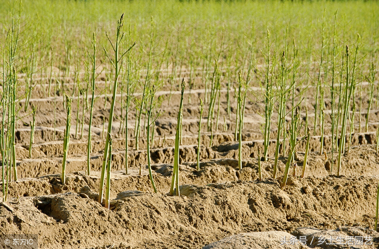 芦笋怎么催芽比较发芽率高,芦笋的种植要多长时间才能发芽