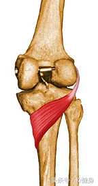 膝盖弯曲有点疼膝关节结构图,从运动角度来看膝关节为什么会痛