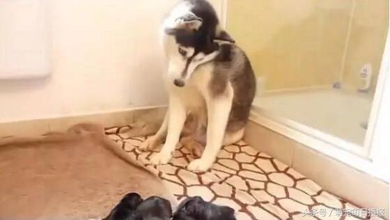 怀孕48天的哈士奇大肚子,哈士奇怀孕一般生多少个