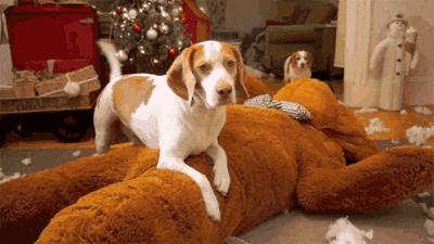 怎样挑选最好的狗窝,怎么挑选便宜又好的狗窝