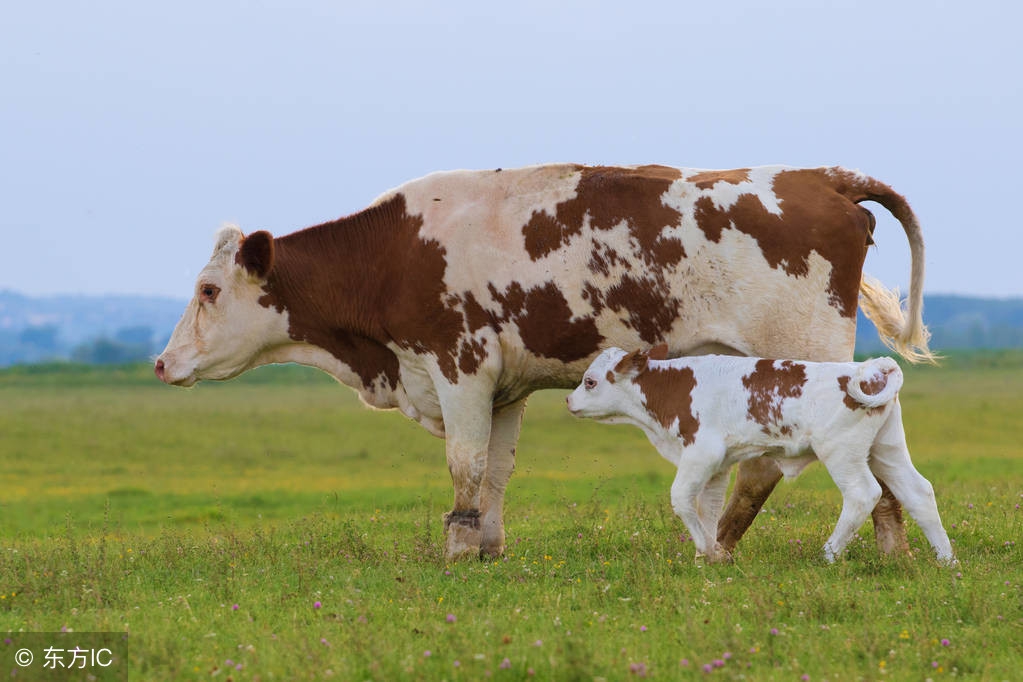 母牛流产常见的7种原因！母牛常见细菌性流产及防治办法！