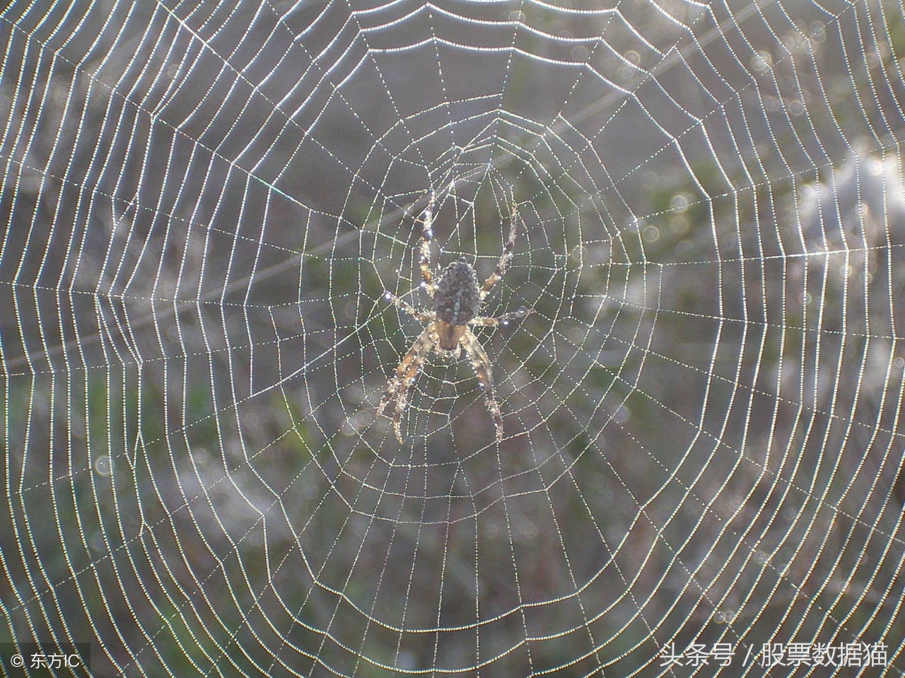 低吸富三代深度解析,低吸富三代