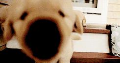 家里的萌宠,家里的萌宠长大后会变成什么样子