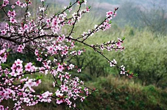 美爆了！下周起，全苏州人都将涌入这片花海...（内附白马涧中奖名单）