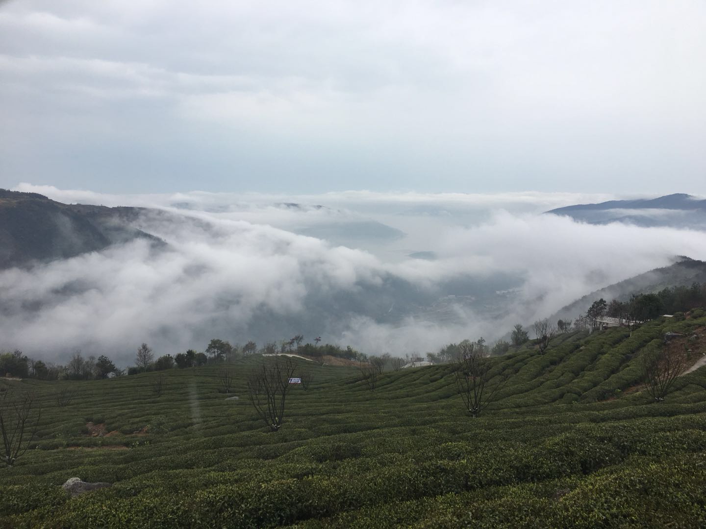 福建福鼎最美茶园,福鼎有什么美景