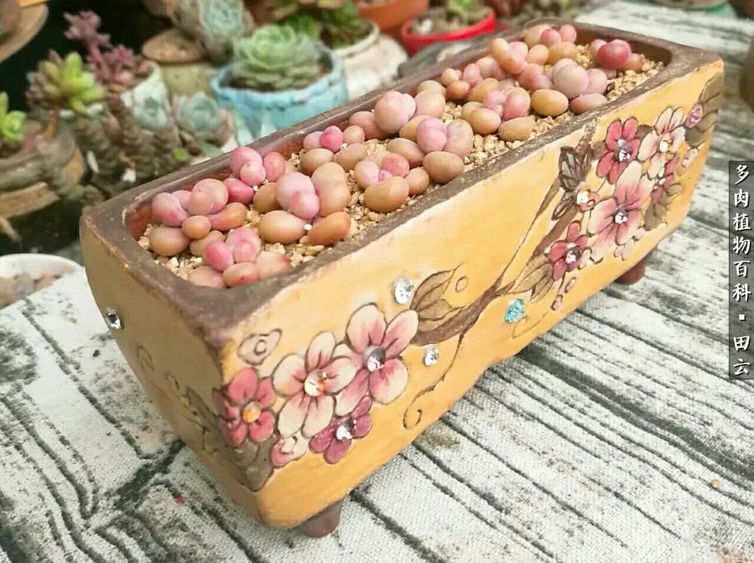 养多肉的精致生活,养多肉的乐趣在于没事瞎折腾