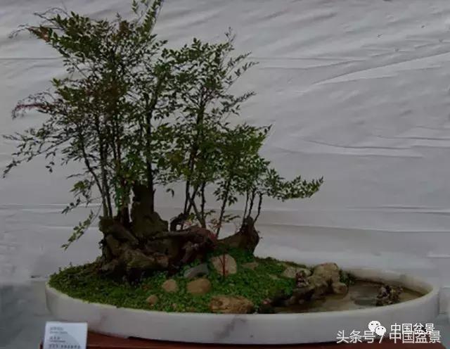 南天竹盆景鉴赏,南天竹盆景能放室内吗