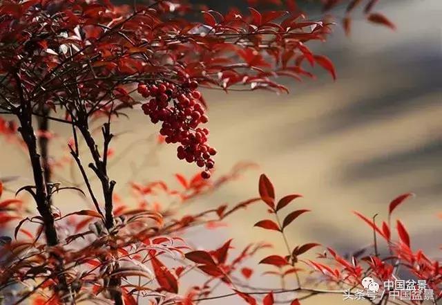 南天竹盆景鉴赏,南天竹盆景能放室内吗