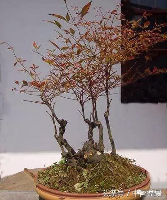 南天竹盆景鉴赏,南天竹盆景能放室内吗