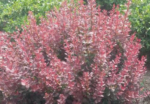 红叶石楠小树苗什么价格,落叶小乔木单价