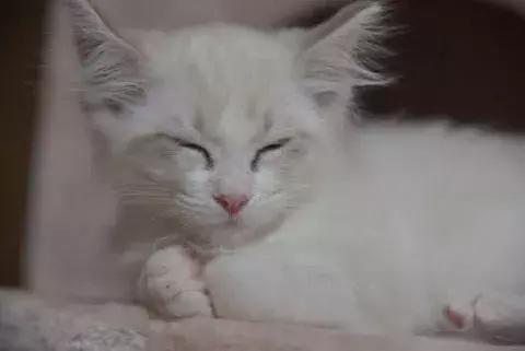 猫没毛多长时间能长出来,猫咪14个月毛量少怎么办