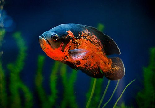 地图鱼掉尾巴了怎么办,地图鱼掉鳞是什么原因