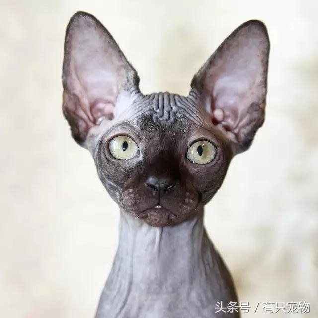猫咪掉毛不吃化毛膏,无毛猫斯芬克斯掉毛吗