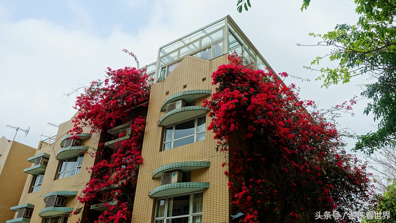 一岛三桥：宁静迷人的香港马湾岛眺望汀九青马汲水门大桥