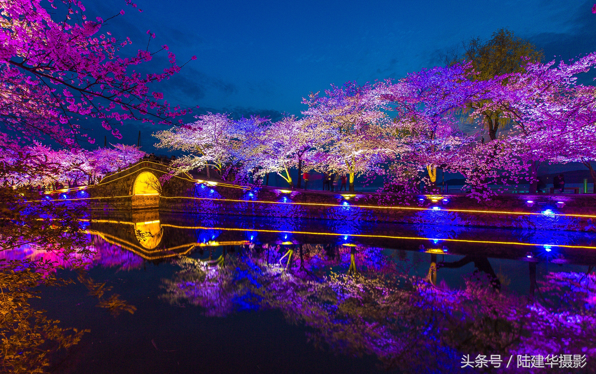 太湖鼋头渚樱花谷,鼋渚樱花是春天最浪漫的邂逅