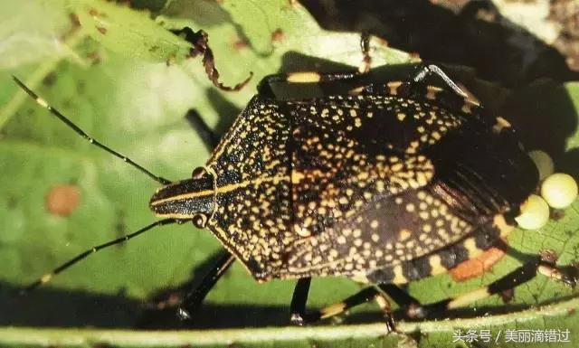 农村什么虫子有药用价值,农村臭屁虫特效药