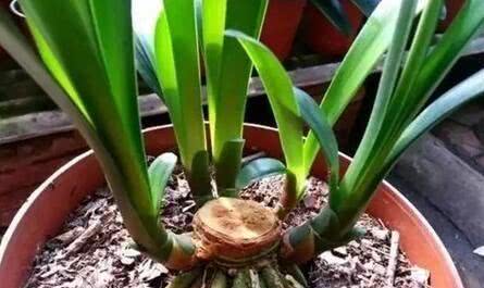 君子兰怎么养叶子能肥厚变绿开花,君子兰的叶片如何更加油亮肥厚呢