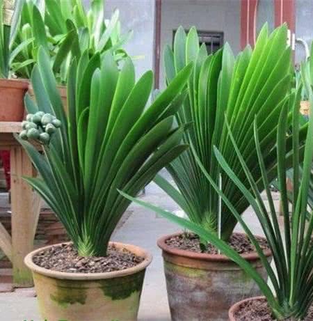 君子兰怎么养叶子能肥厚变绿开花,君子兰的叶片如何更加油亮肥厚呢