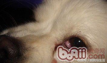 狗狗得了犬第三眼睑增生的症状及诊治