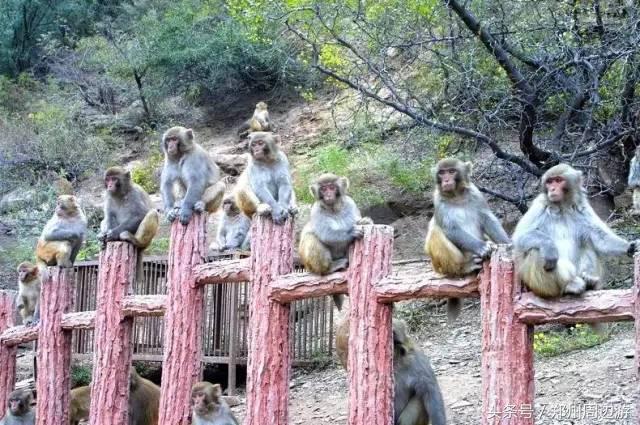 河南安阳自驾游必去的十个景点,河南洛阳周边自驾游免费景点