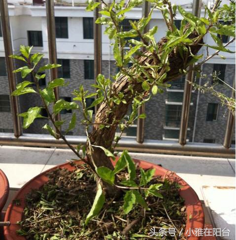 阳台种一棵桑葚,枸杞怎么种小盆栽最佳