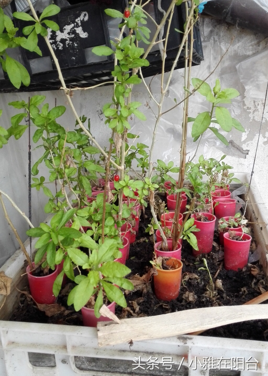 野生枸杞插枝种植方法,春天枸杞盆栽