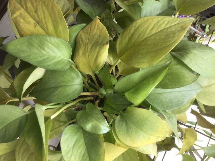 绿萝叶片发黄是缺什么肥料,为什么绿萝根部腐烂叶片发黄