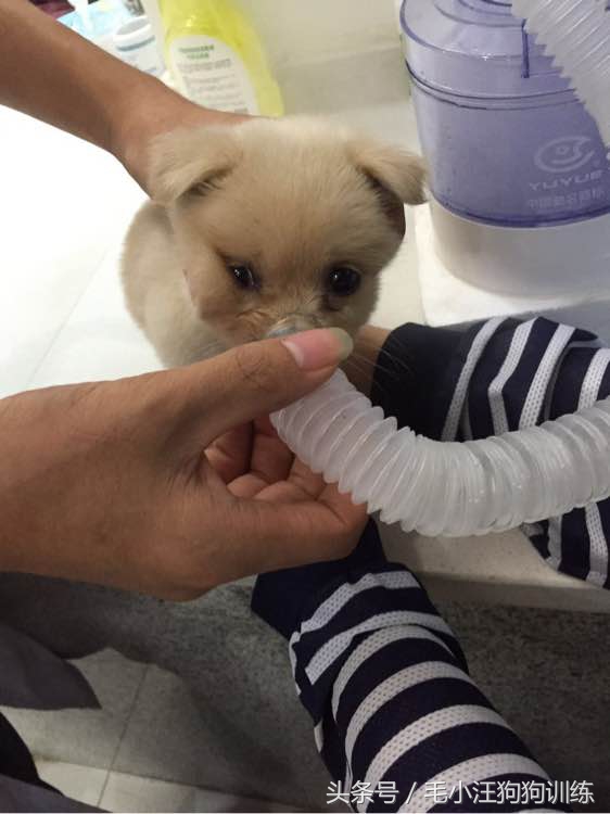 狗生坎坷总爱生病的小黄油，希望你未来的日子健康快乐平平安安！