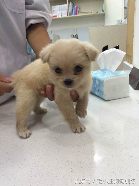 狗生坎坷总爱生病的小黄油，希望你未来的日子健康快乐平平安安！