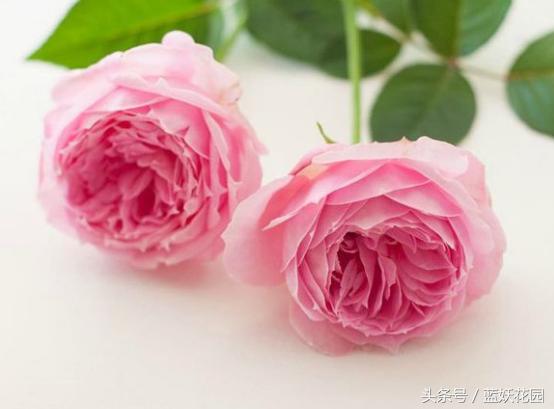 缺少阳光种什么月季,缺少直射光怎么养月季