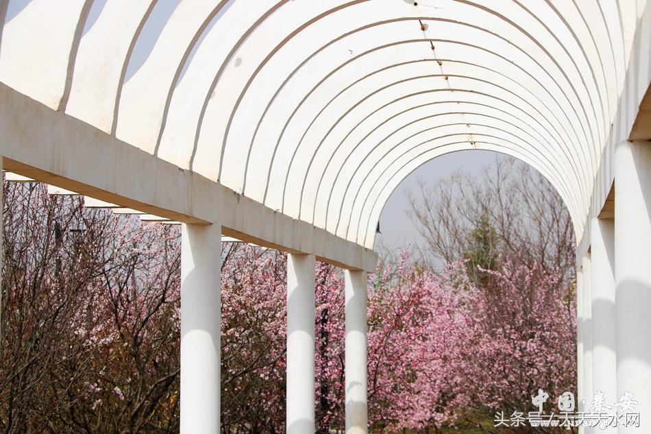 秦安:芳蕊遍地蜜蜂闹*光春**明媚凤山娇