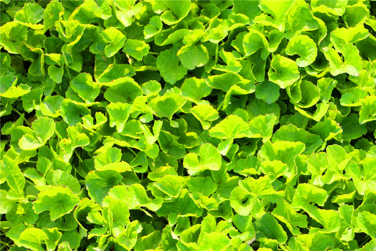 3月美食野菜,三亚特色野菜