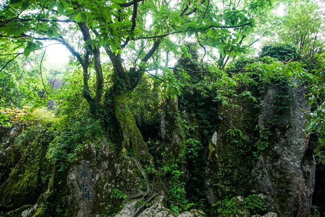 广安华蓥瀑布景区,四川华蓥山石林