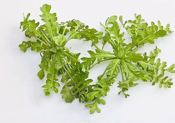 糖尿病吃什么野菜好,春季野菜不要随便挖这些野菜有毒