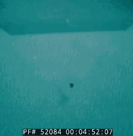 几枚导弹都难以击沉驱逐舰，但一发鱼雷却可以为何鱼雷威力这么大？