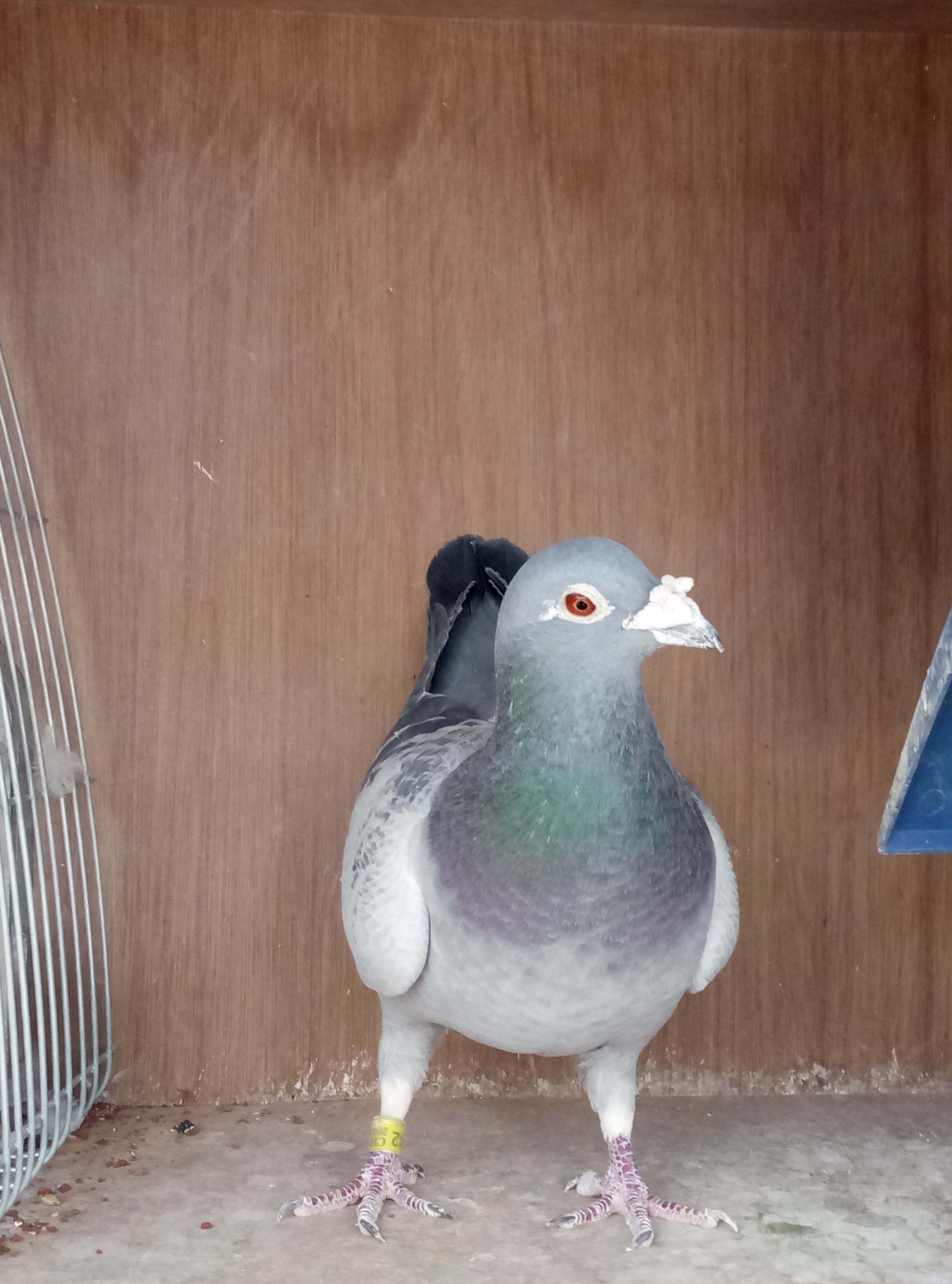 种鸽下无精蛋怎么回事,种鸽无精了