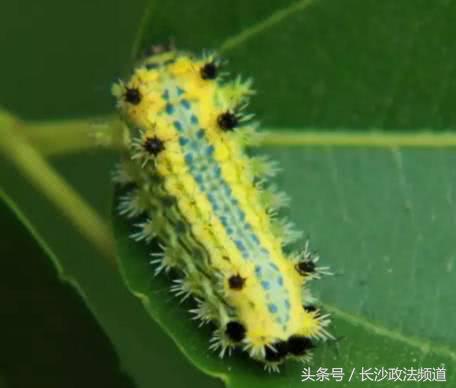 最近在家或外出都要小心它！一周内已有多人中招进了医院