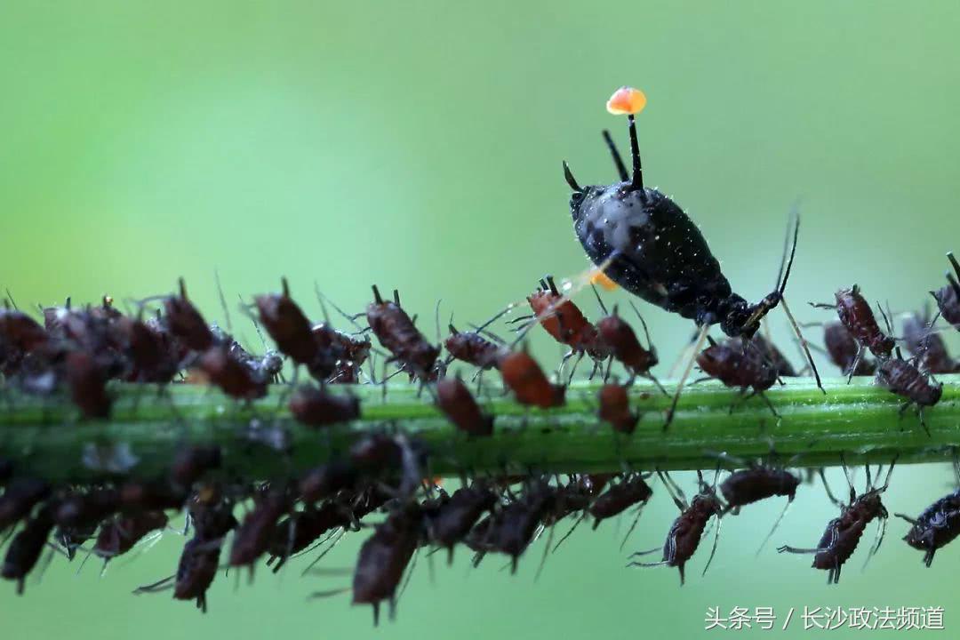 最近在家或外出都要小心它！一周内已有多人中招进了医院